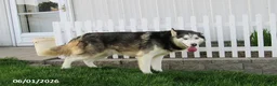 Siberian Husky dogs for sale: Blazer - Ad 1