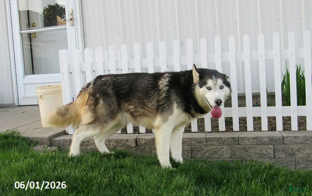 Siberian Husky dogs for sale: Blazer - Ad 1