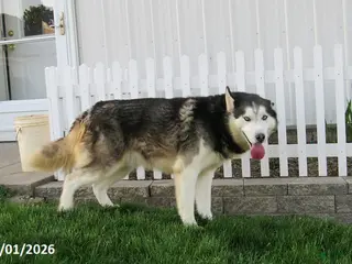 Siberian Husky dogs for sale: Blazer - Ad 3