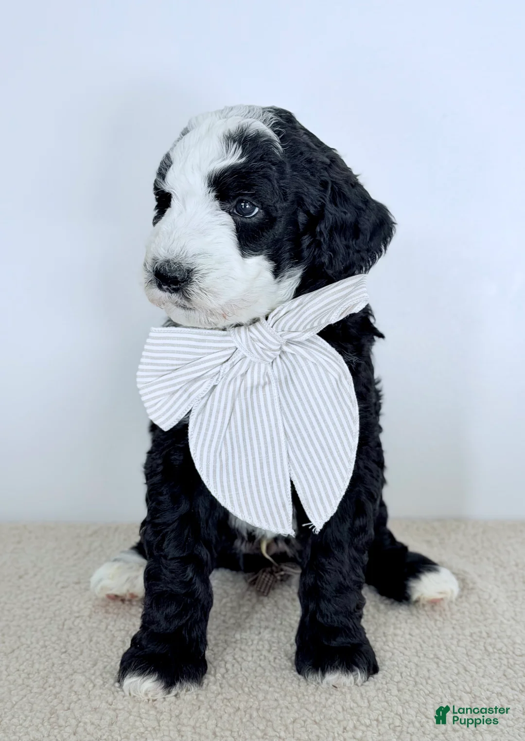 Bernedoodle dogs for sale: Shepherd  - Ad 5