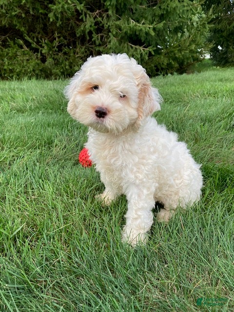 Cockapoo dogs Buddy - Ad 2