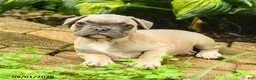 French Bulldog dogs for sale: Carlotta - Ad 5
