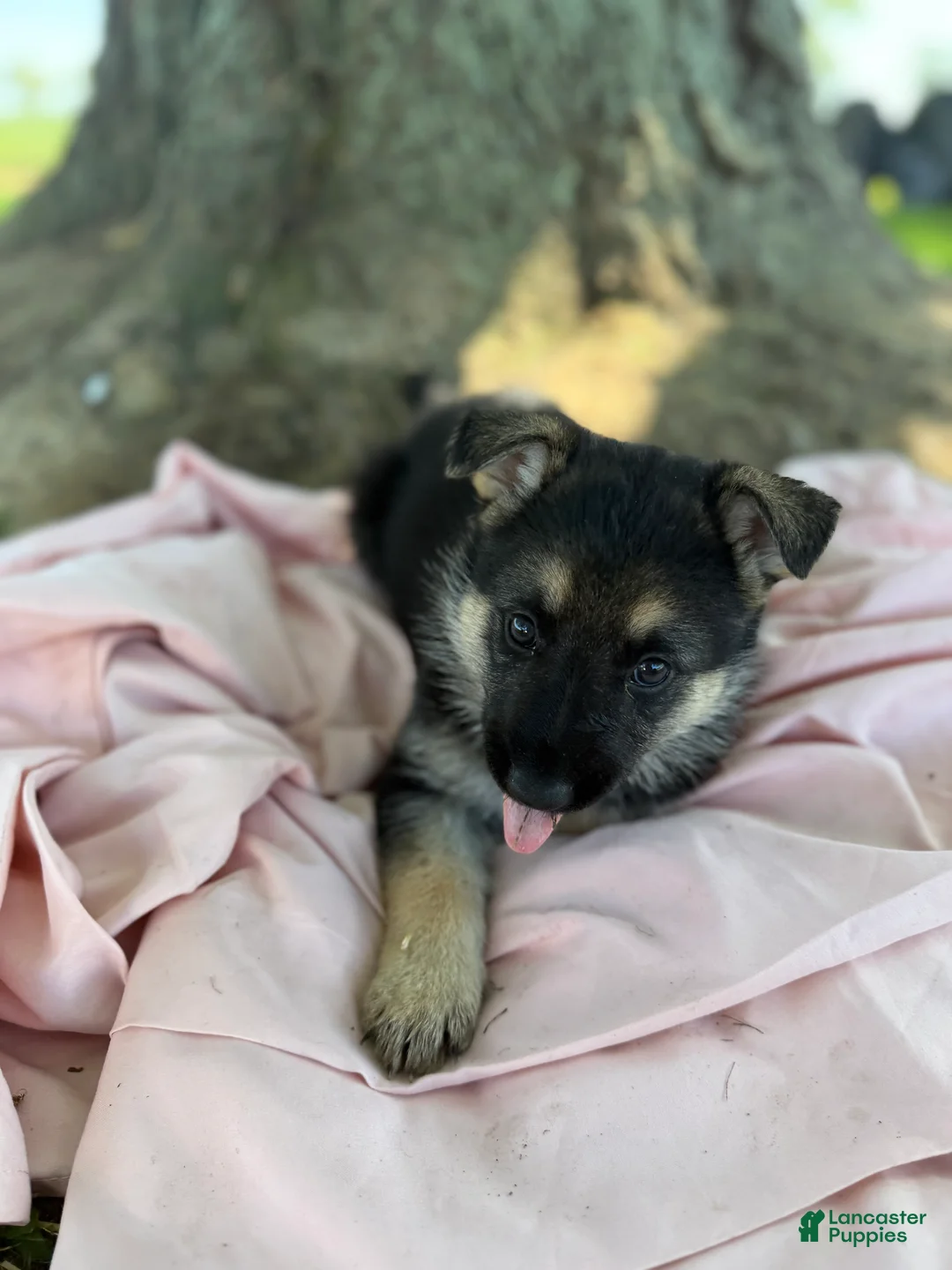 German Shepherd dogs for sale: Wendy - Ad 2