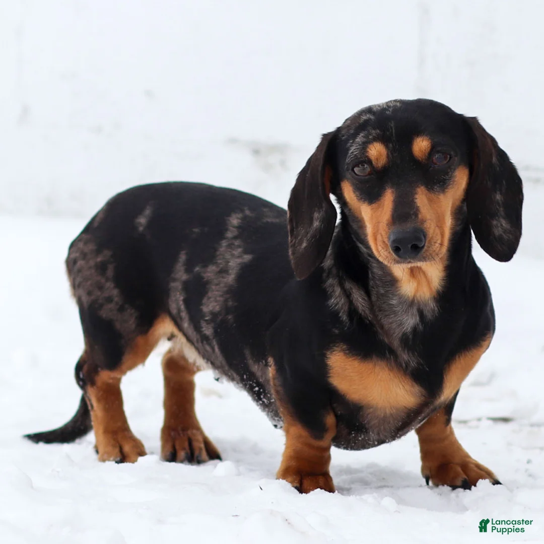 Miniature Dachshund dogs for sale: Nellie Miniature Dachshund Puppy  - Ad 4