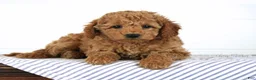 Mini Goldendoodle dogs for sale: Tiana - Ad 4