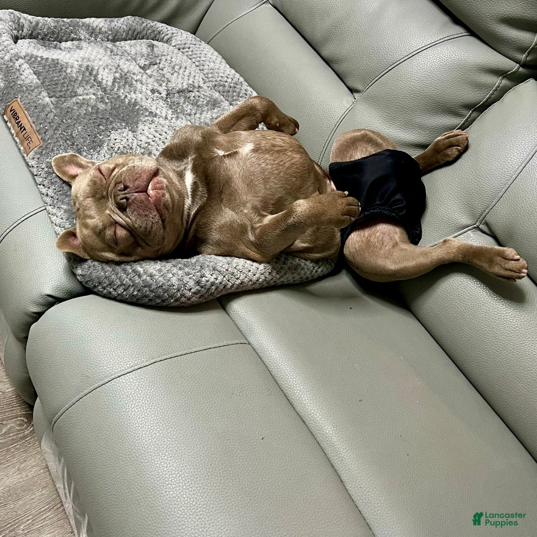 French Bulldog dogs for sale: Enzo - Ad 14