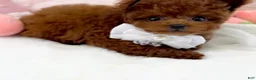 Toy Poodle dogs for sale: Lola - Ad 2