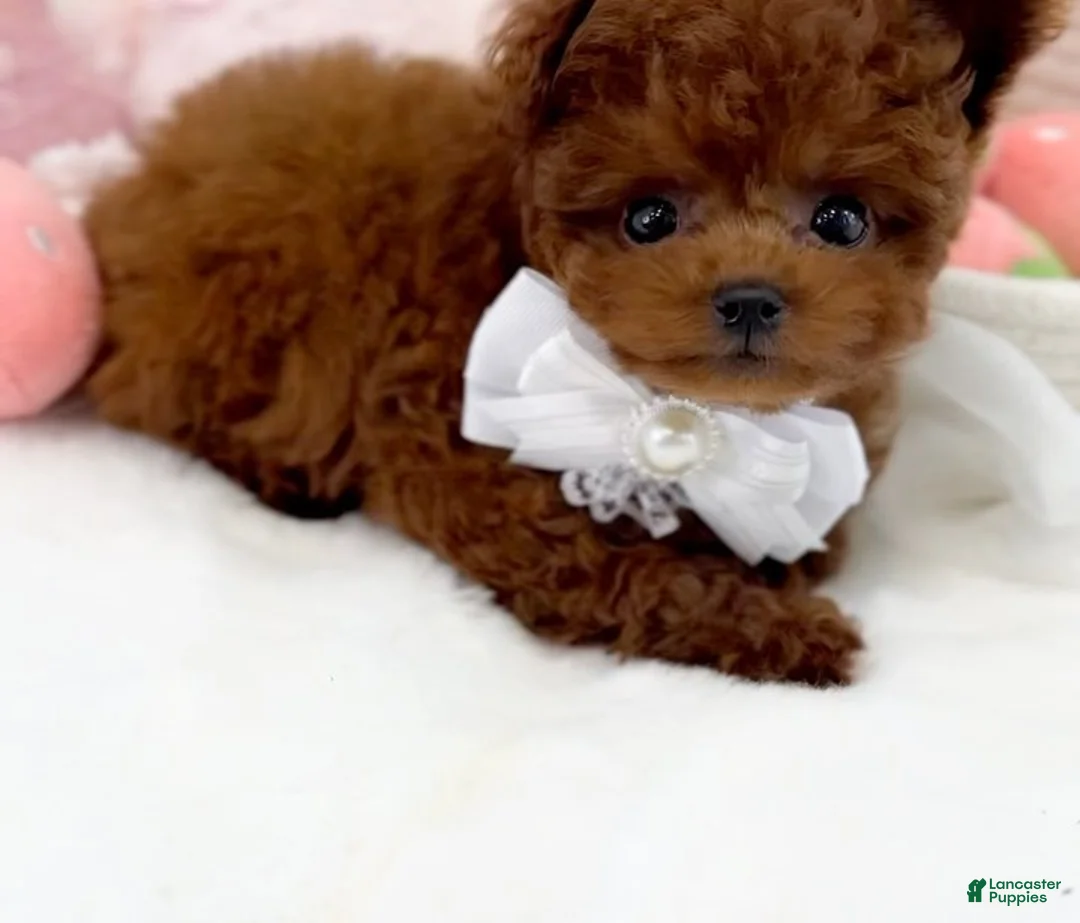 Toy Poodle dogs for sale: Lola - Ad 2