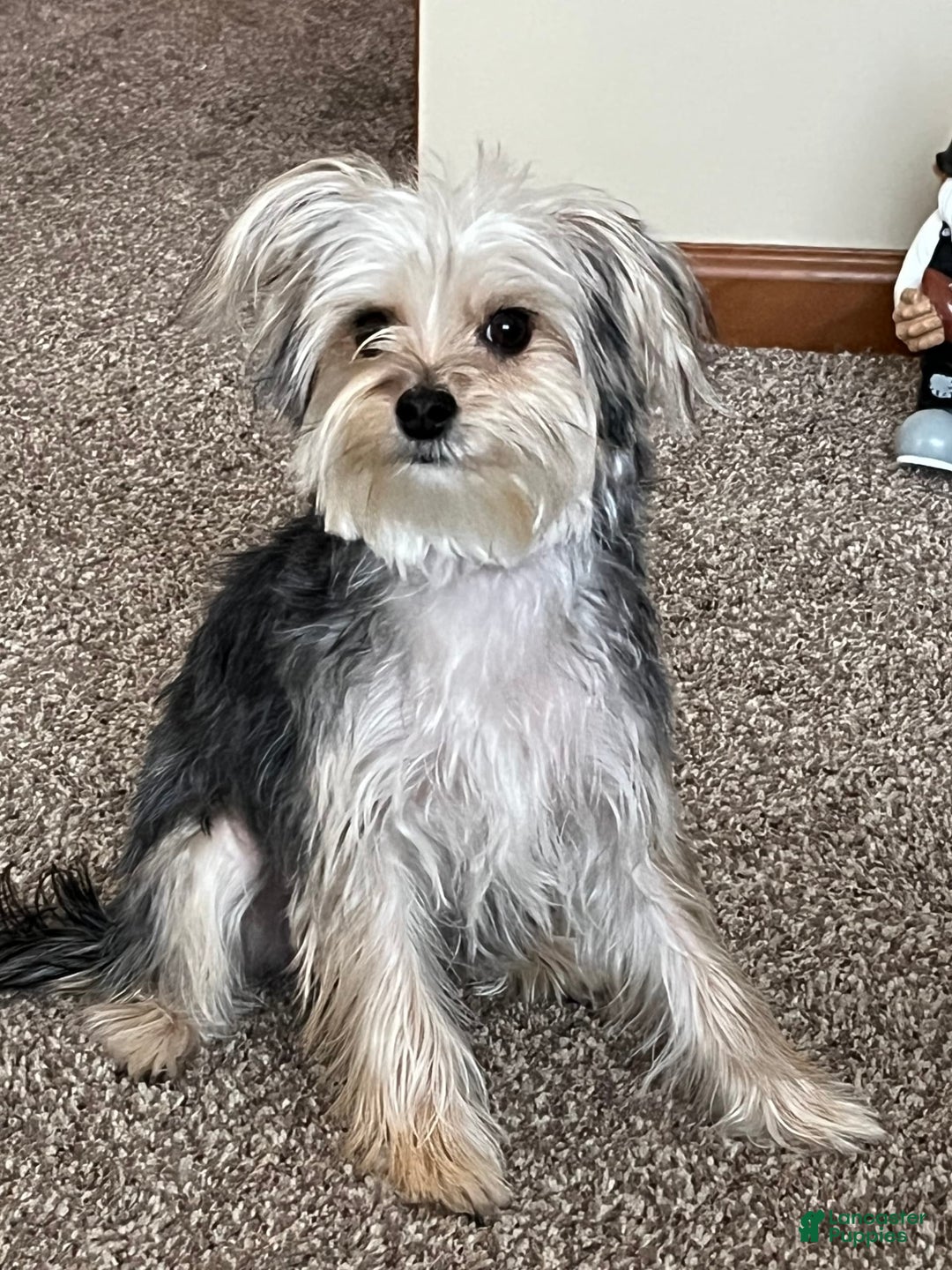 Gallery Image {{count}}