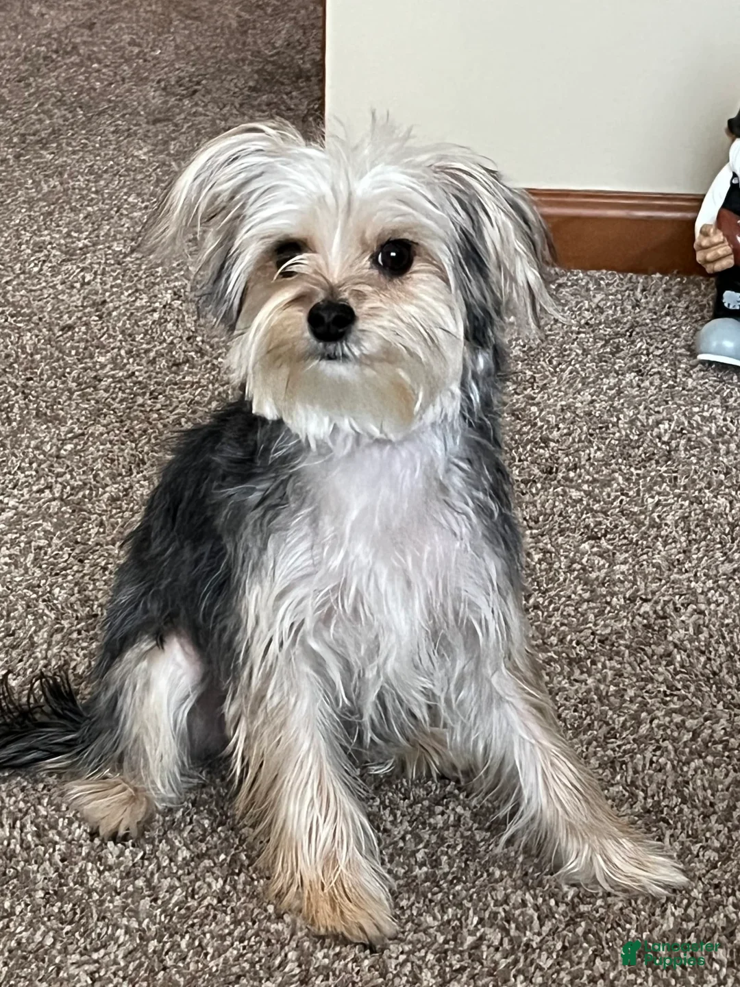 Gallery Image {{count}}