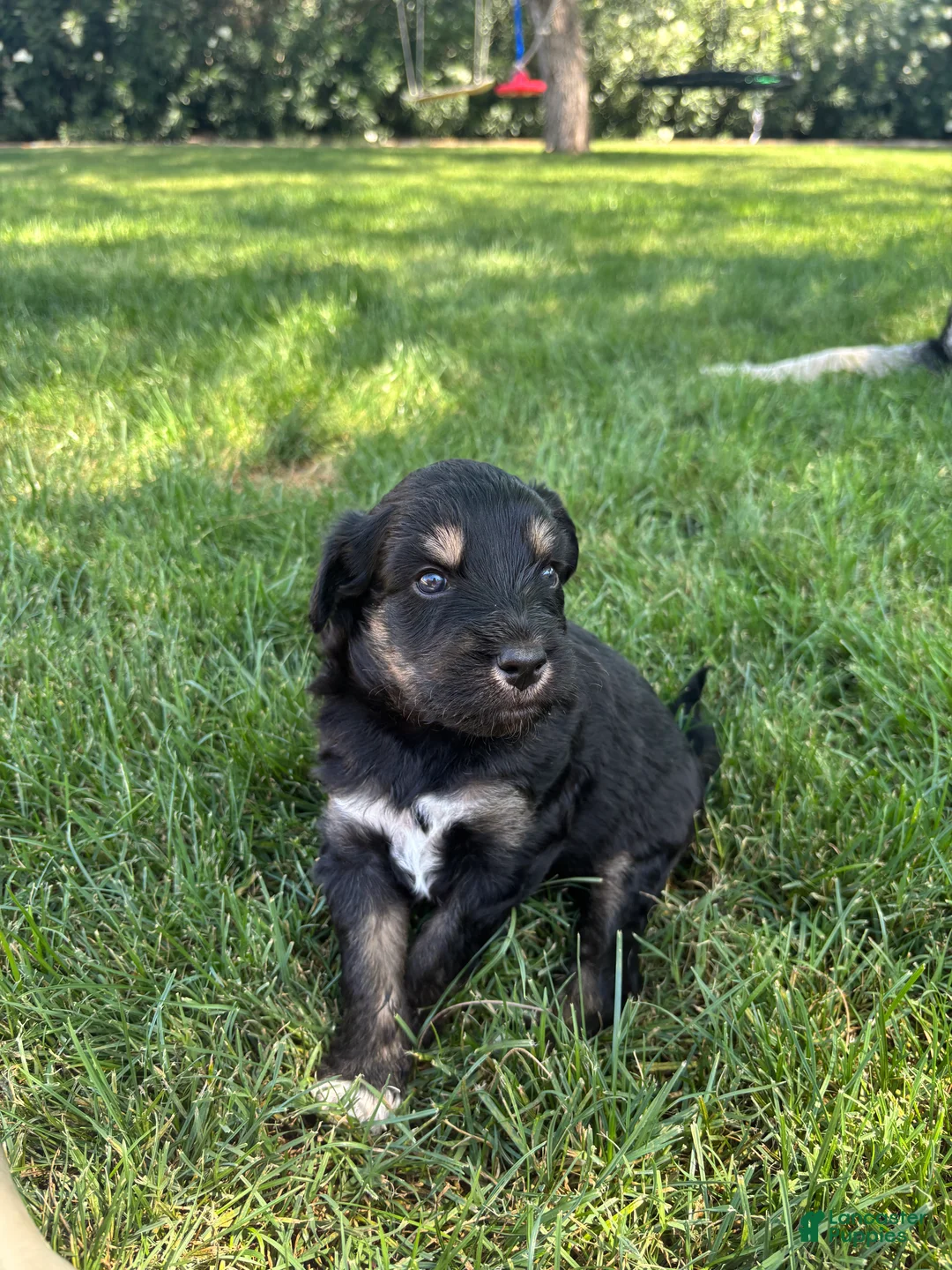 Aussiedoodle dogs for sale: Pudding  - Ad 2