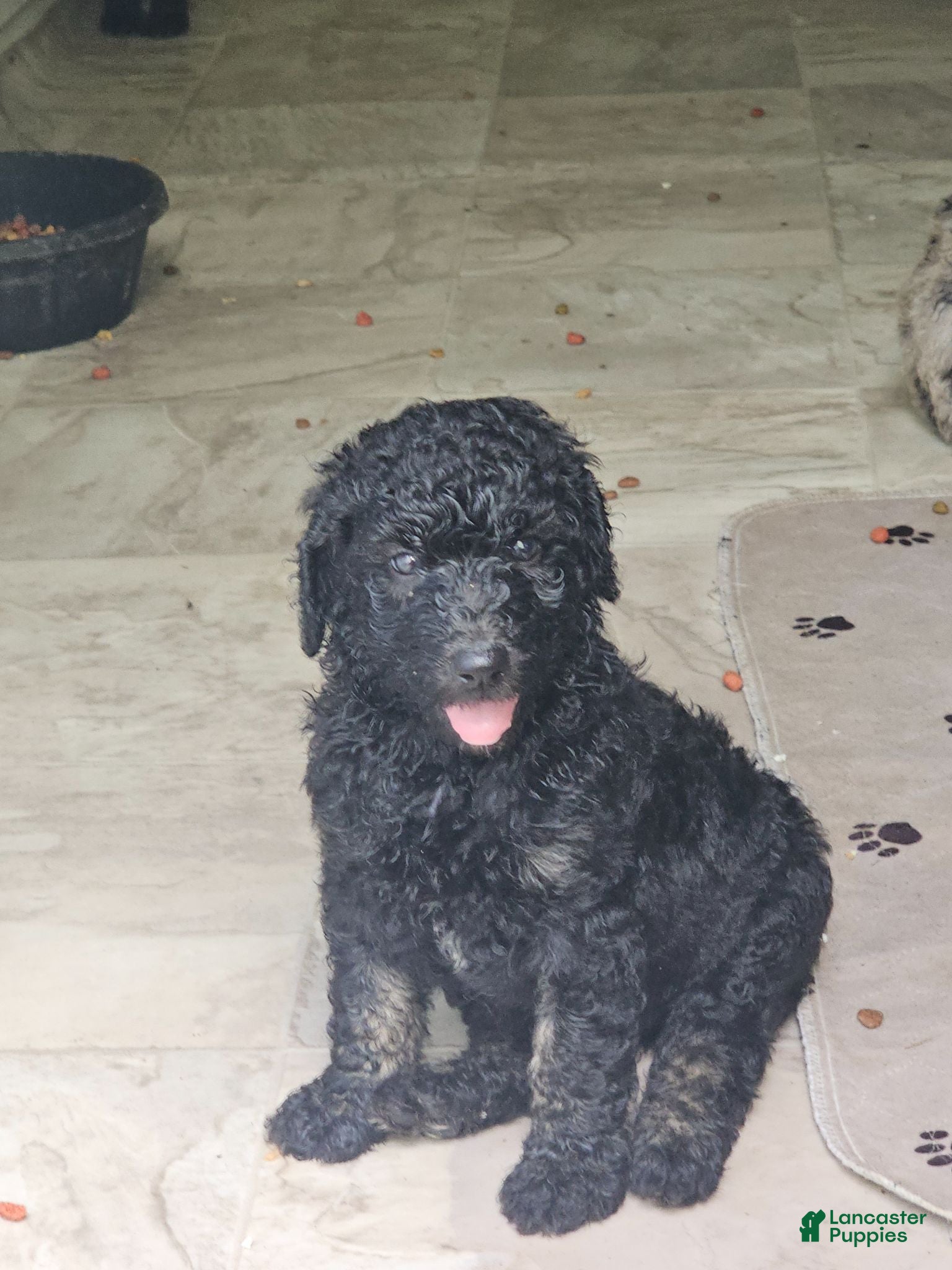 Standard Poodle dogs Standard Poodle 1 - Ad 38