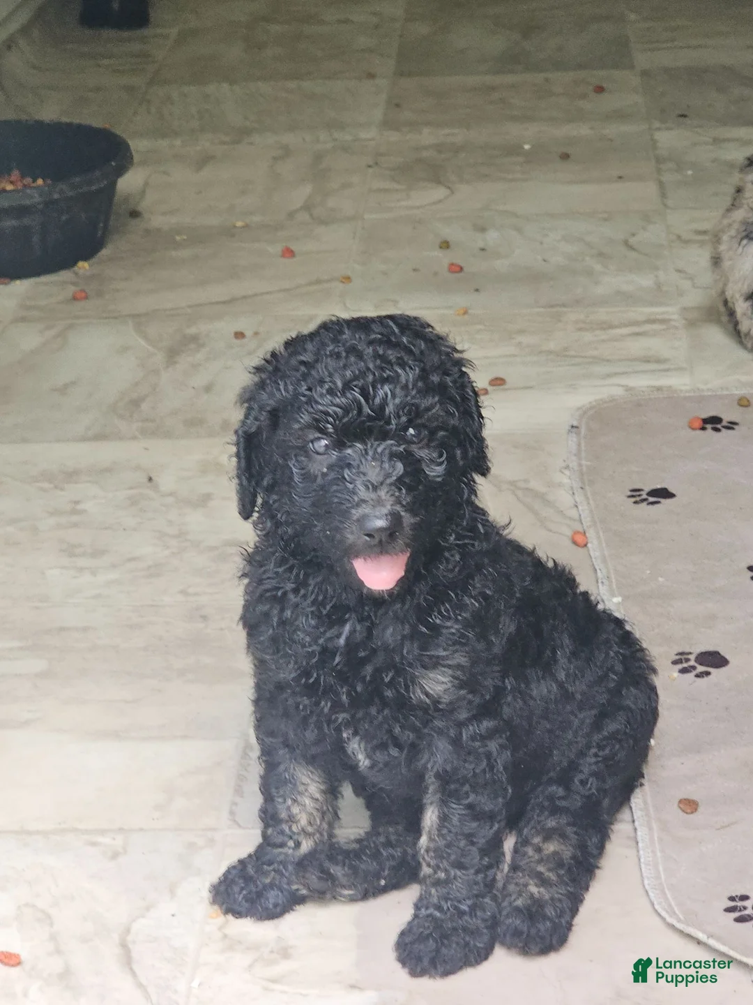 Standard Poodle dogs for sale: Standard Poodle 1 - Ad 1