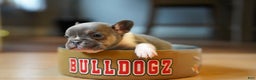 French Bulldog dogs for sale: French Bulldog Puppy  - Ad 4