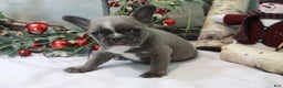 Frenchton dogs for sale: Bella  - Ad 9