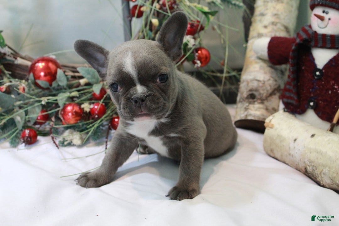 Frenchton dogs for sale: Bella  - Ad 9