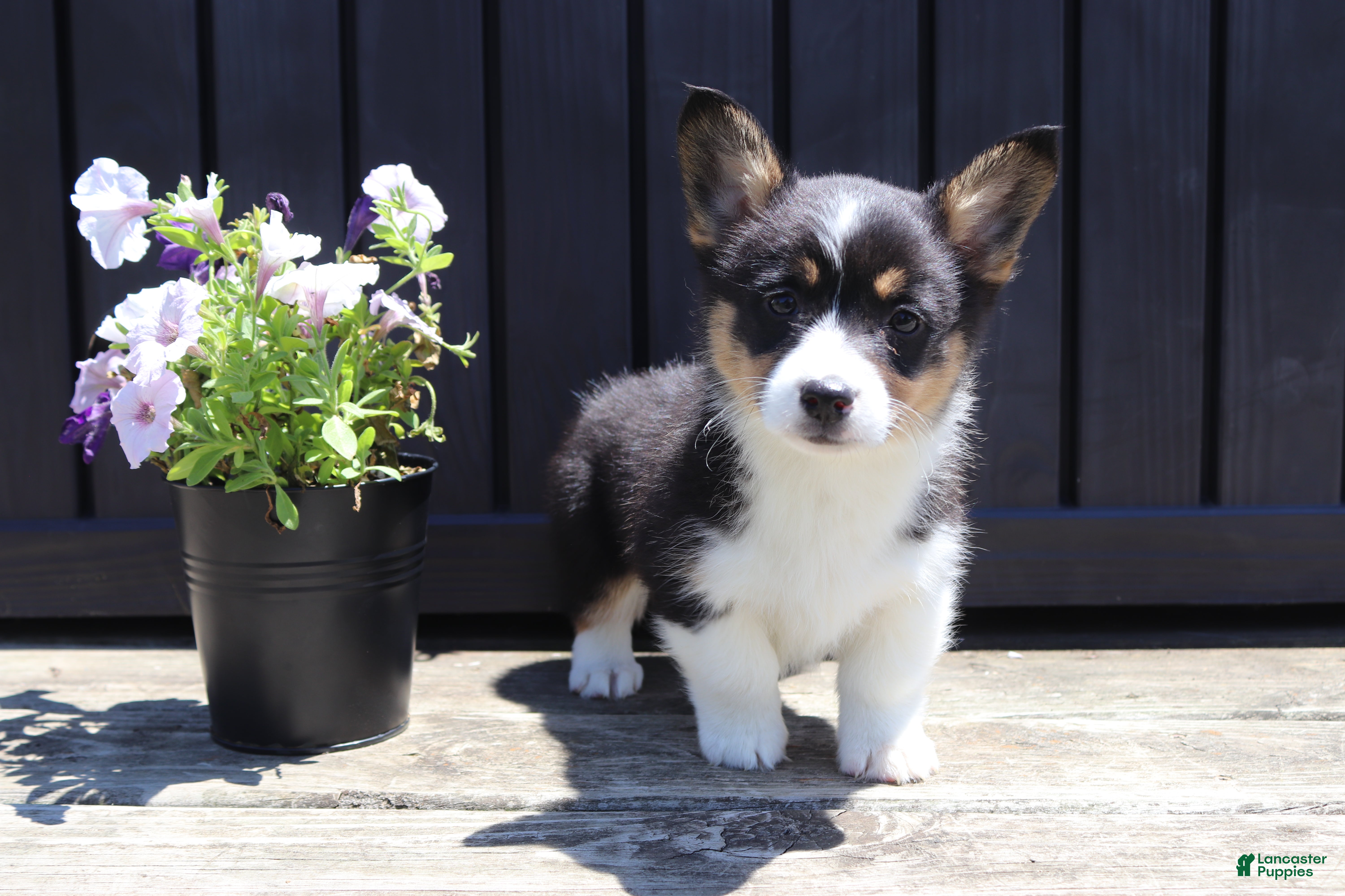 Welsh Corgi Pembroke dogs Isla - Ad 1