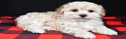 Maltipoo dogs for sale: Frankie - Ad 4