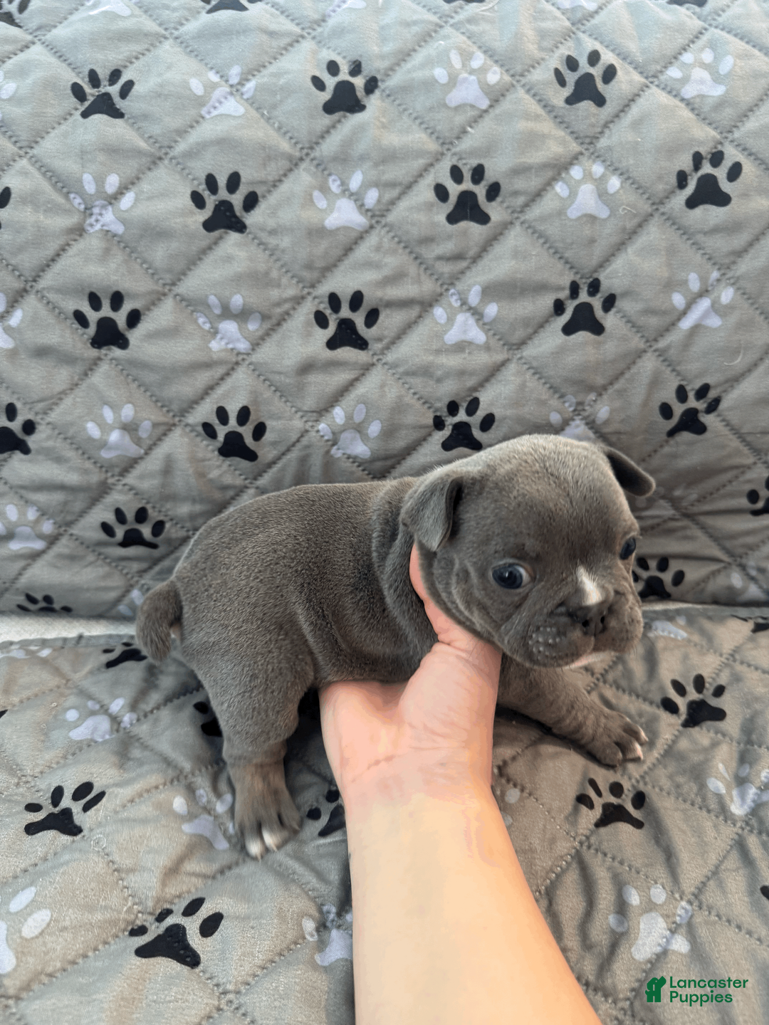 Mixed Breed dogs for sale: Blue Tricolored, Micro Bully Male - Ad 2