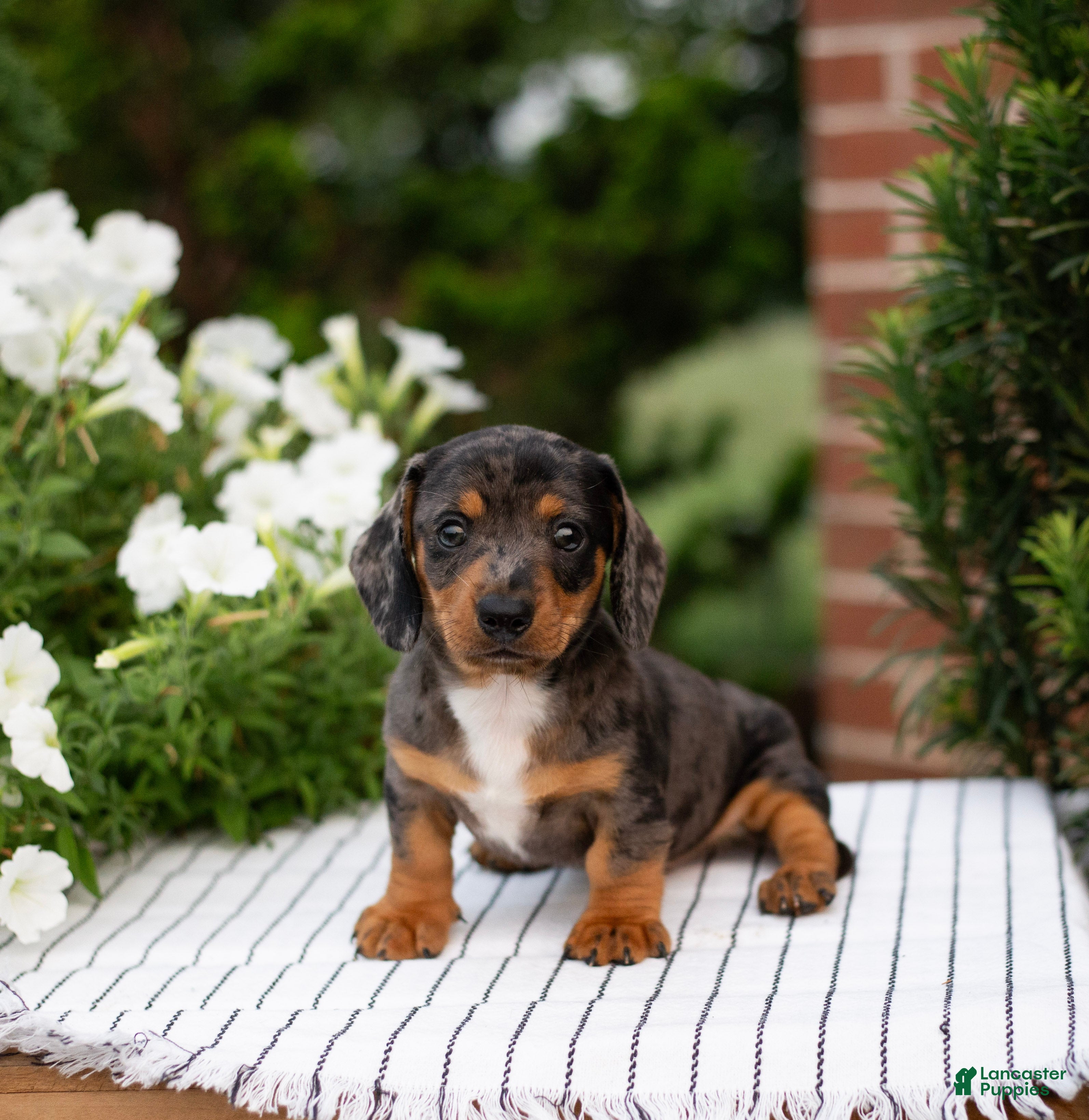 Miniature Dachshund dogs Tanner - Ad 1