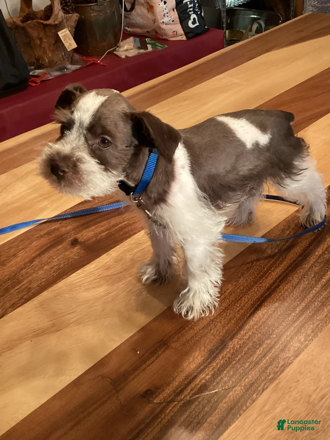 Miniature Schnauzer dogs for sale: Miniature Schnauzer 1 - Ad 2