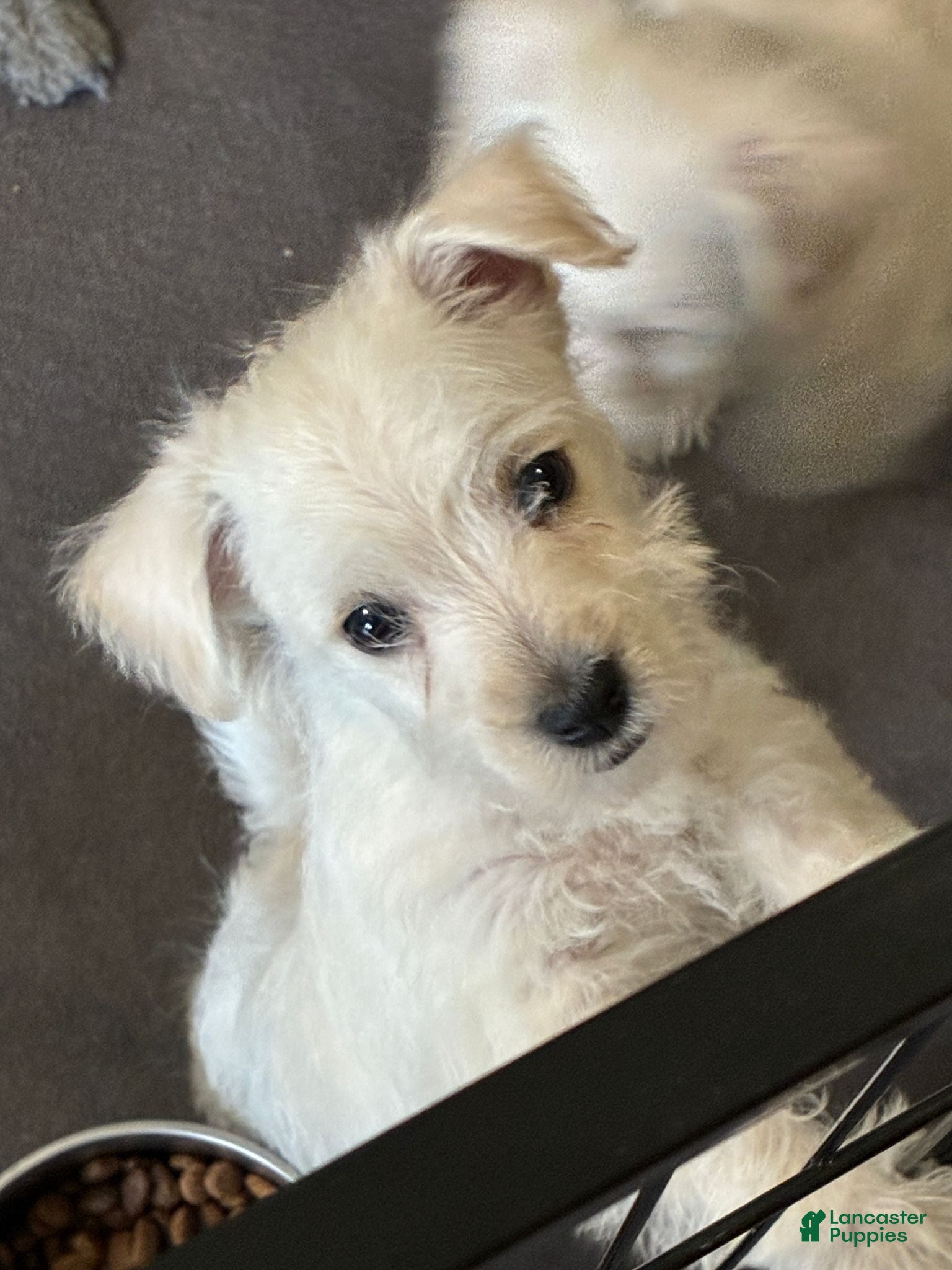 Westiepoo dogs Westiepoo 1 - Ad 2