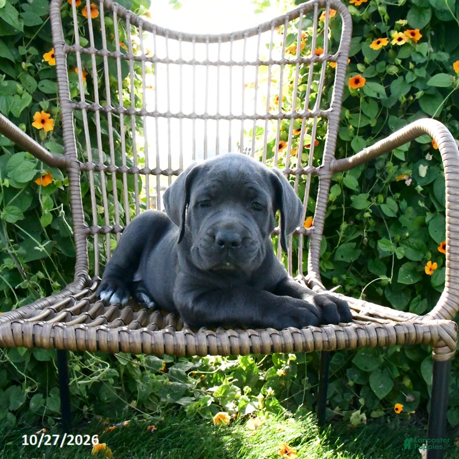 Cane Corso dogs for sale: Rio - Ad 1