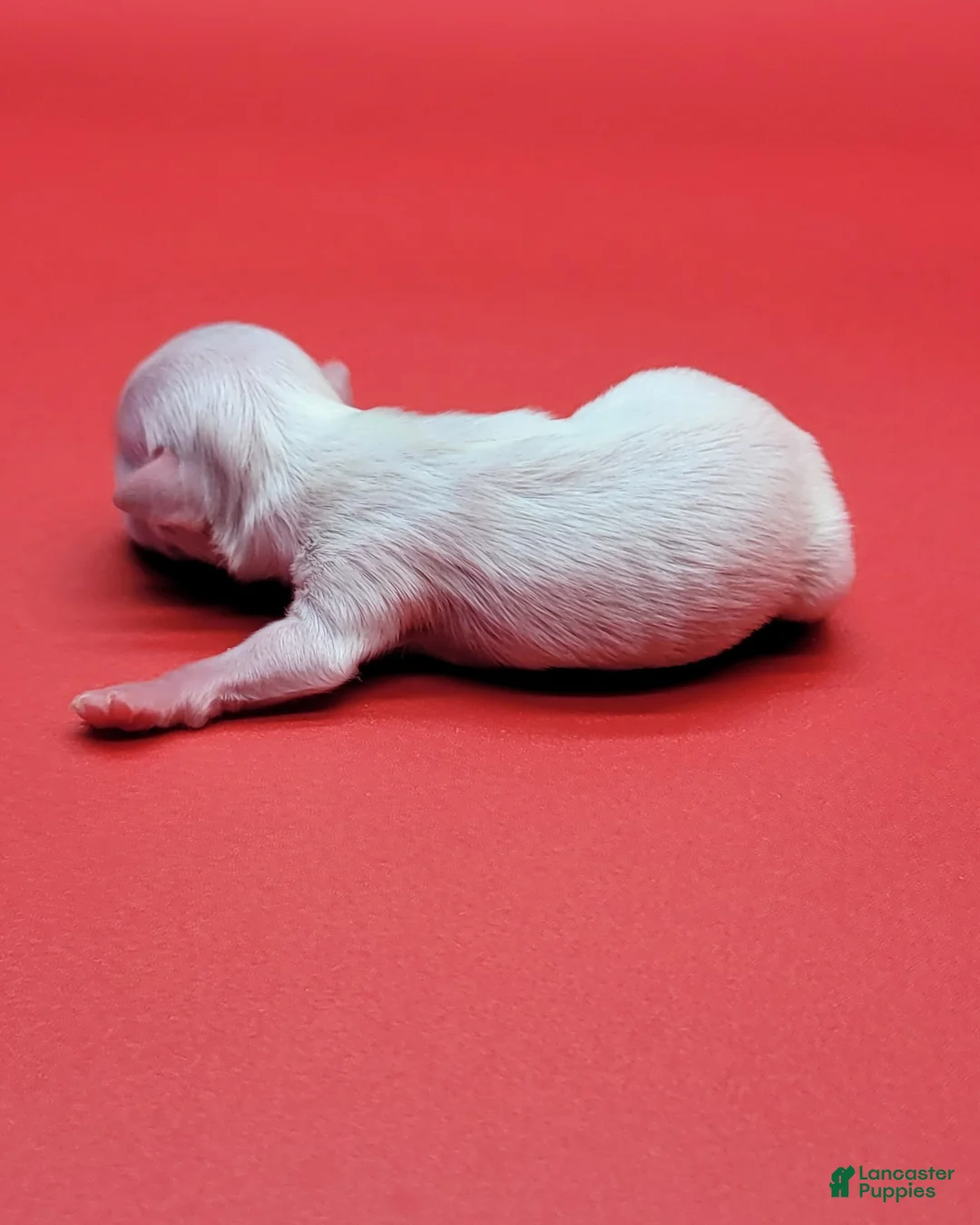 Maltese dogs for sale: Maltese Puppy 2 - Ad 2