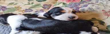 Miss Meg