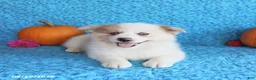 Pomsky dogs for sale: Rocky - Ad 3