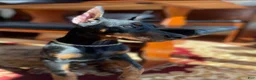 Doberman Pinscher dogs for sale: Upcoming Doberman Litter  - Ad 8
