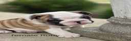 English Bulldog dogs for sale: English Bulldog Puppy 4 - Ad 7
