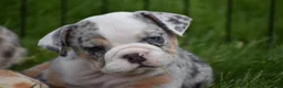 Beabull dogs for sale: Zelda - Ad 8