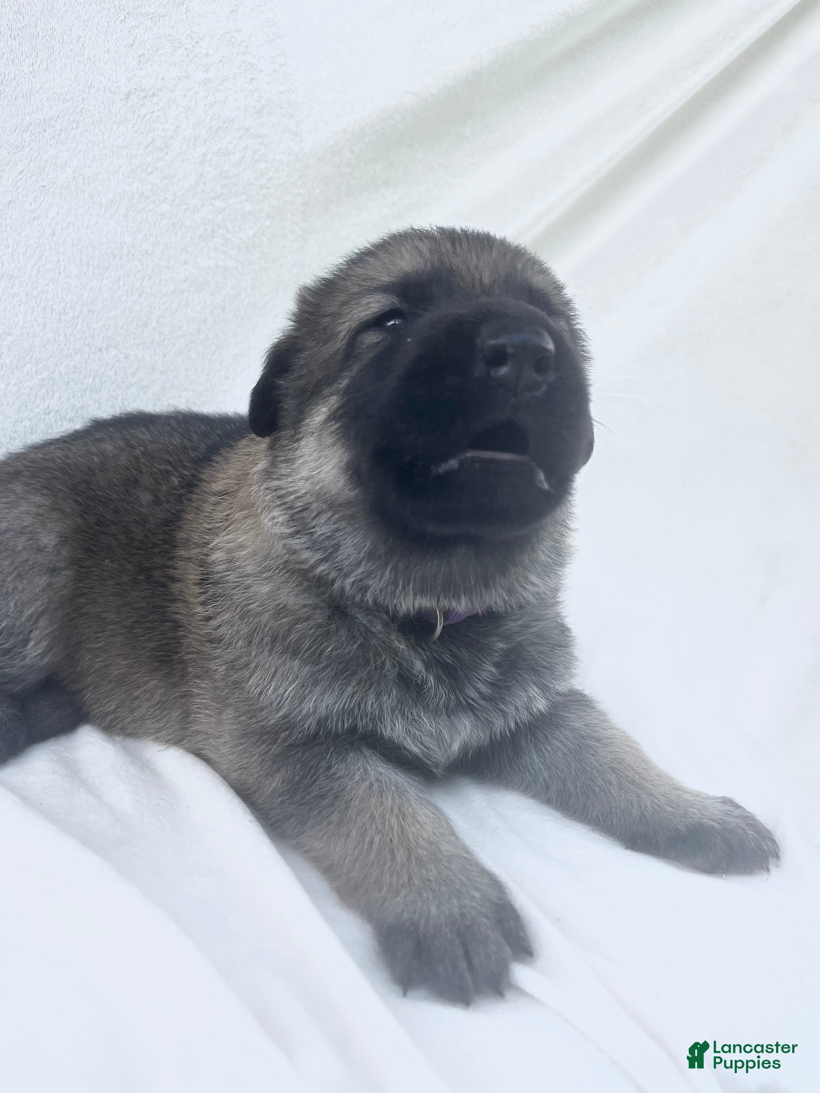 German Shepherd dogs Bella - Ad 2