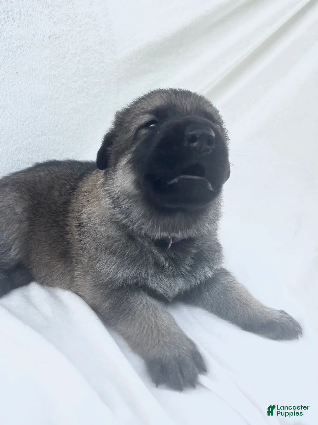 German Shepherd dogs for sale: Bella - Ad 2