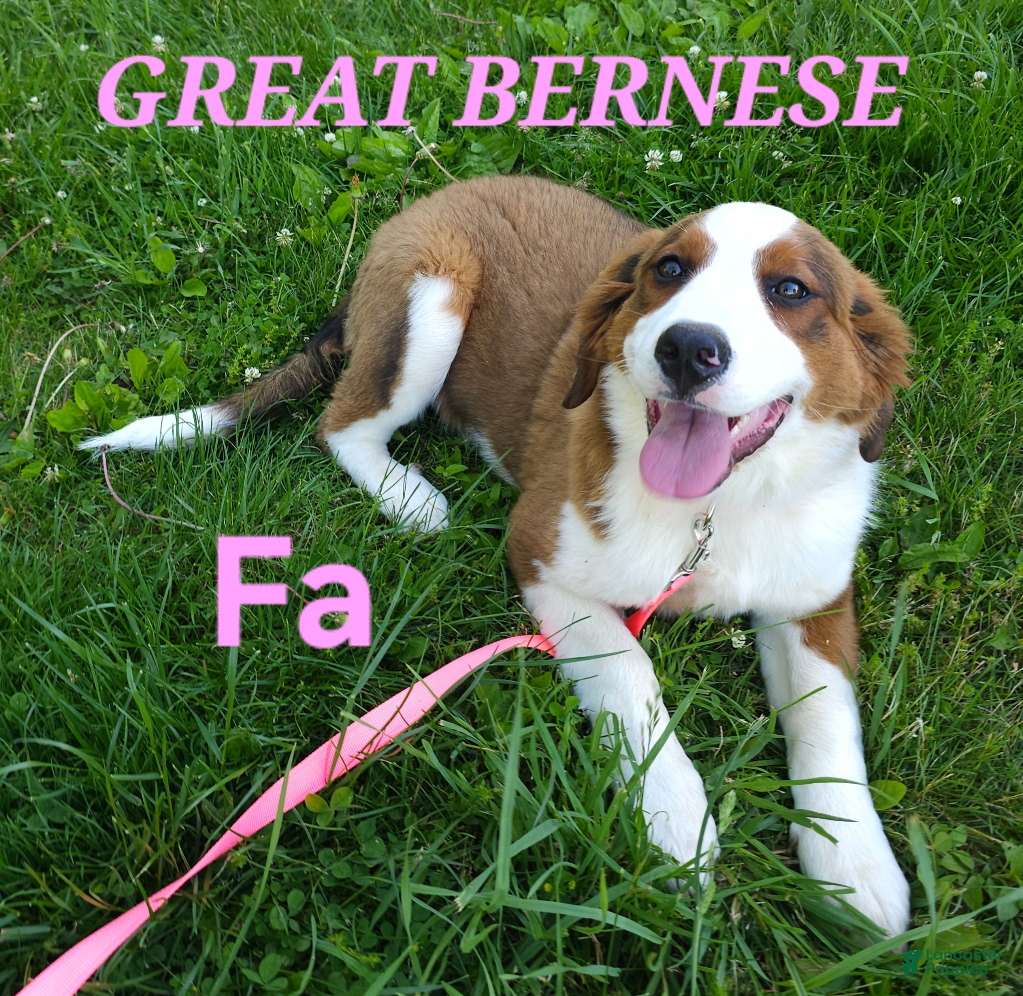 Mixed Breed dogs for sale: Mixed Breed Puppy 1 - Ad 1