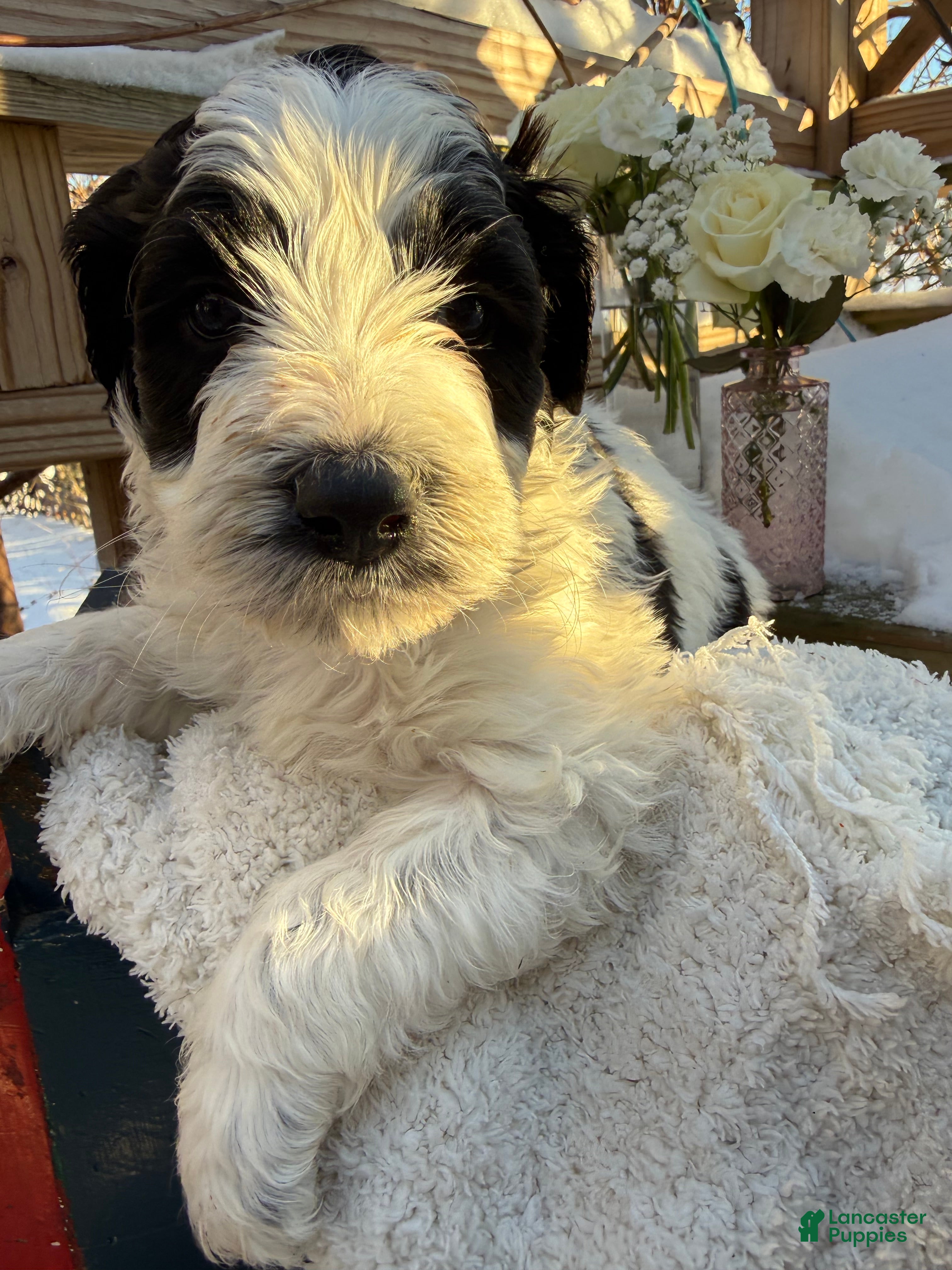 Mixed Breed dogs Buddy - Ad 35