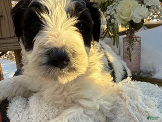 Mixed Breed dogs Buddy - Ad 35