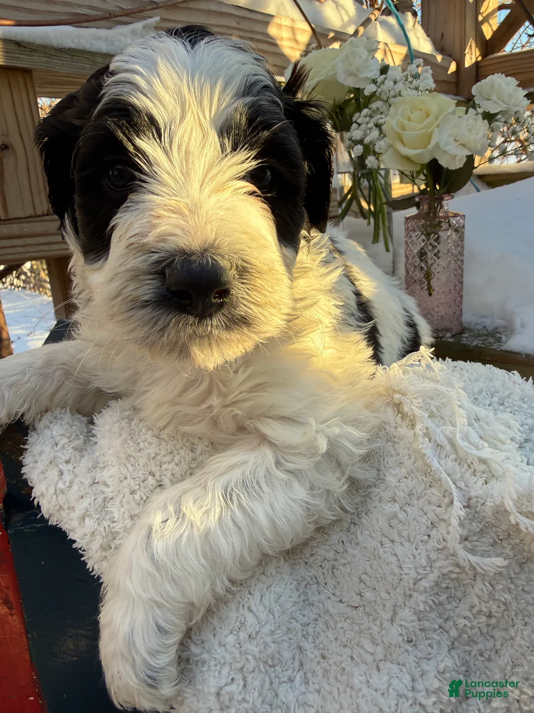 Mixed Breed dogs for sale: Buddy - Ad 6