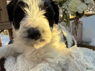 Mixed Breed dogs Buddy - Ad 31