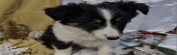 Shetland Sheepdog dogs for sale: Sugarplum - Ad 9