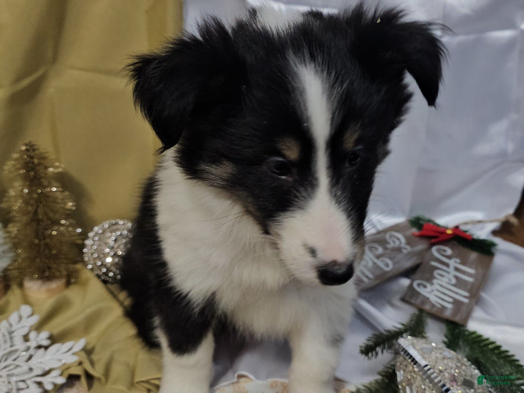Shetland Sheepdog dogs for sale: Sugarplum - Ad 9