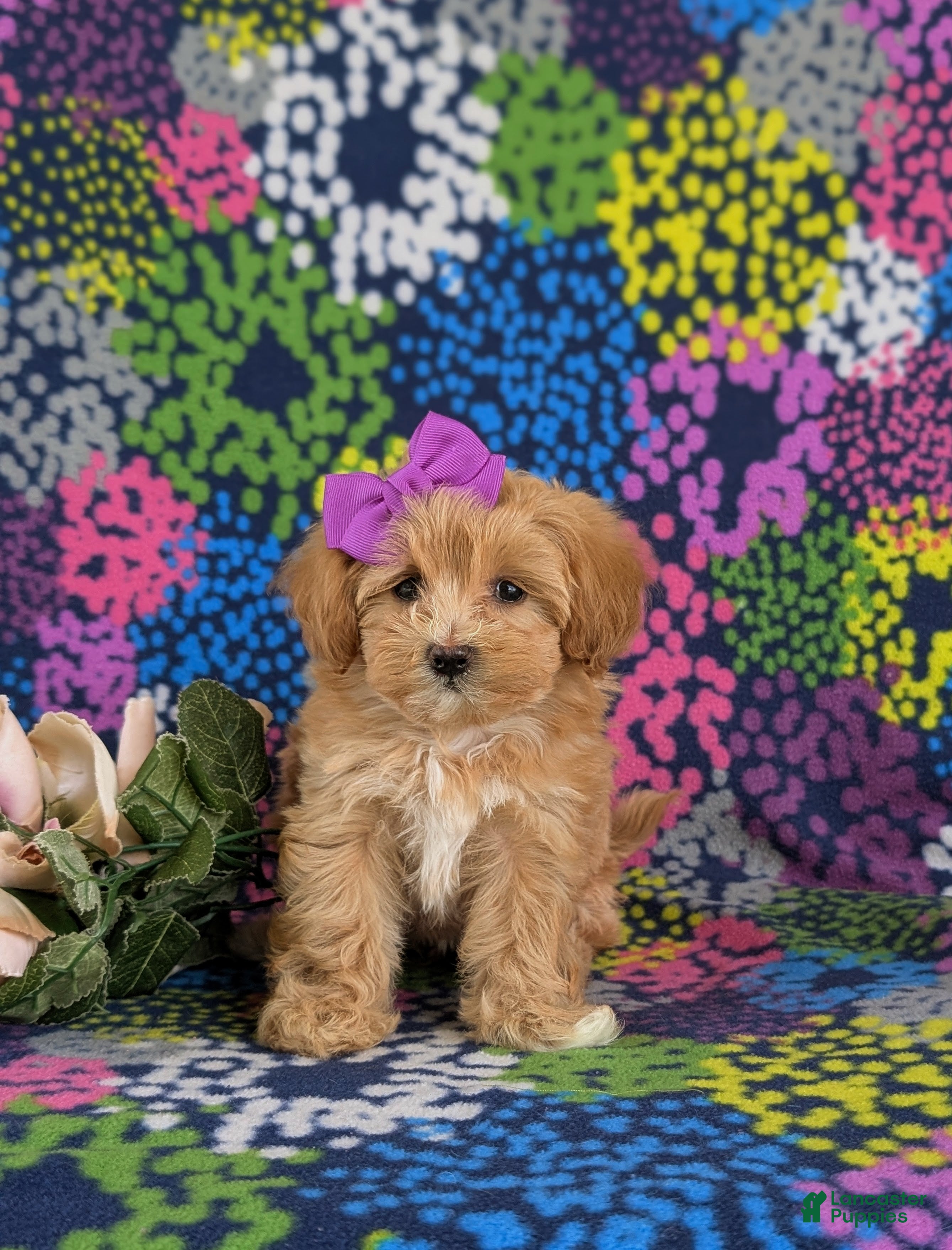 Maltipoo dogs Serenity 7 lbs Full Grown - Ad 2