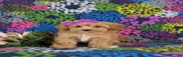 Maltipoo dogs for sale: Serenity 7 lbs Full Grown - Ad 2
