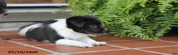 Toy Fox Terrier dogs for sale: Missy - Ad 6