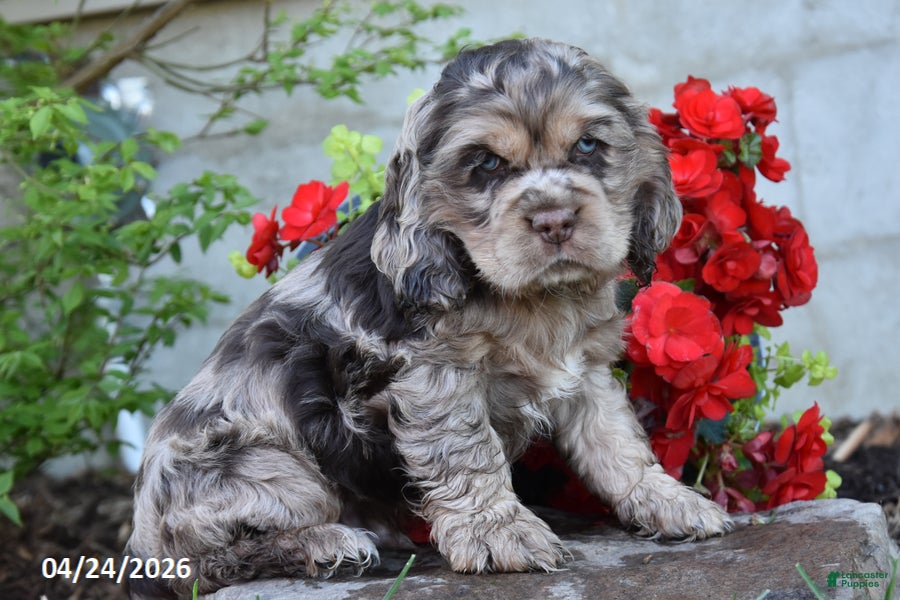 English Cocker Spaniel dogs Cuddlebug - Ad 2