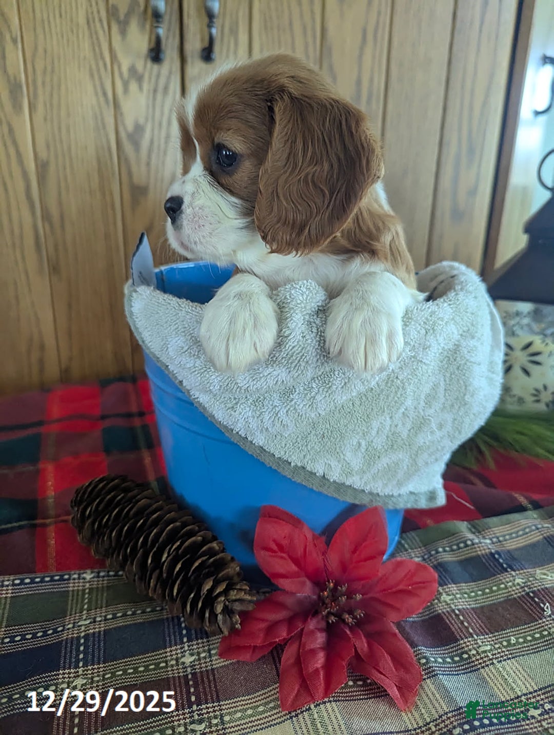 Cavalier King Charles Spaniel dogs for sale: Lisa - Ad 3