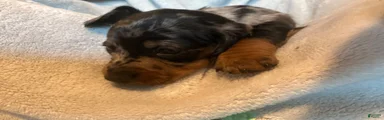 Maggie 