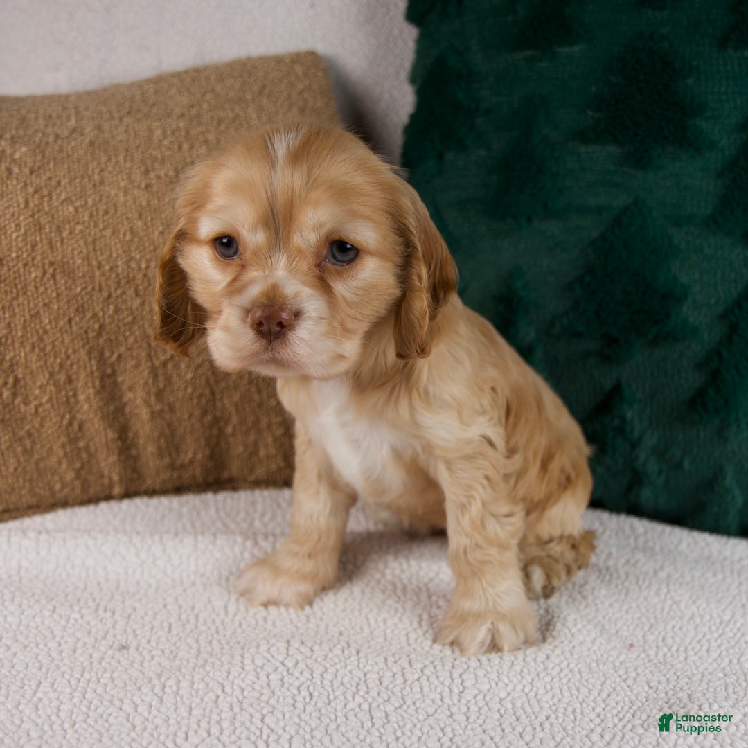 Cocker Spaniel dogs for sale: Reba - Ad 5