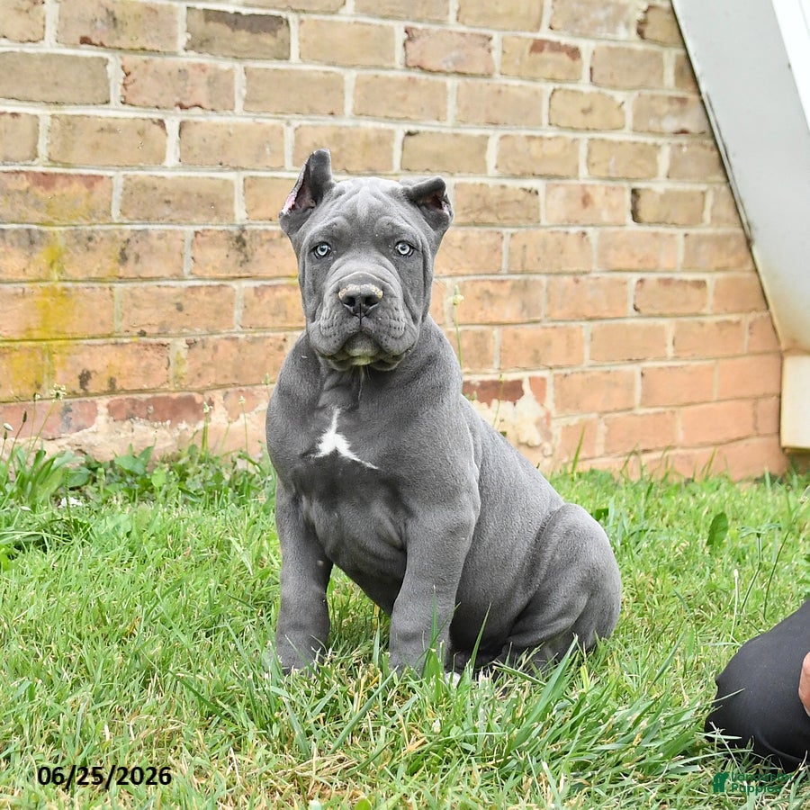 Cane Corso dogs Dakota - Ad 1
